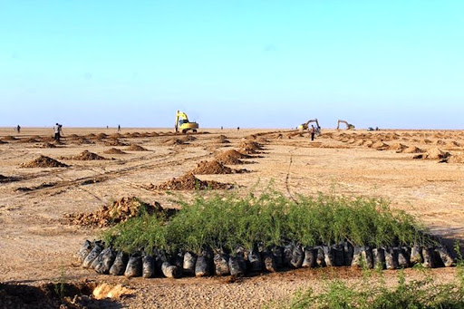 کاشت ۱۳ میلیون نهال مانگرو در عربستان برای مقابله با بیابان‌زایی